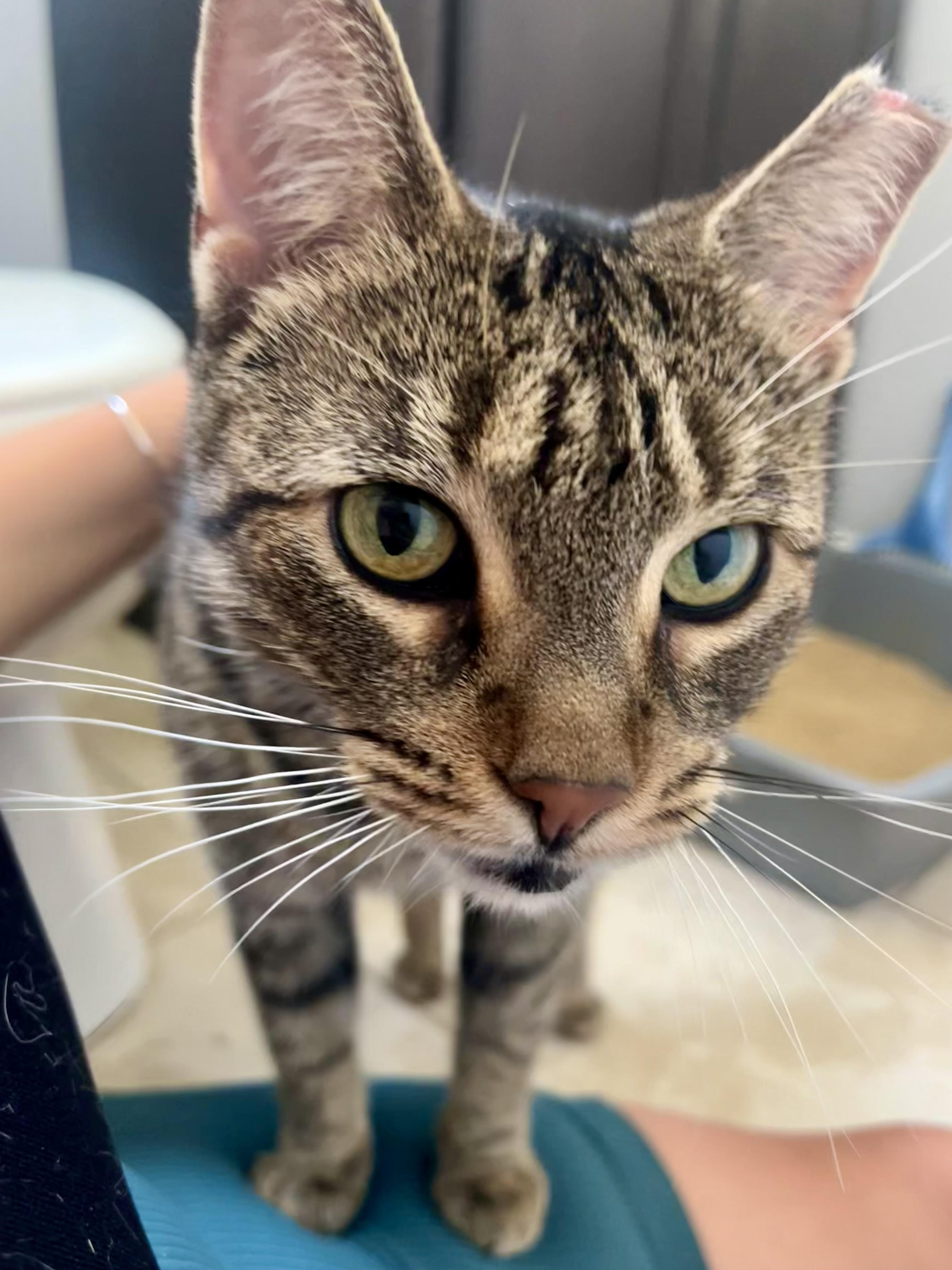 Enlarge Adele, a Adoptable Tabby in Hamilton, ON image 1/6