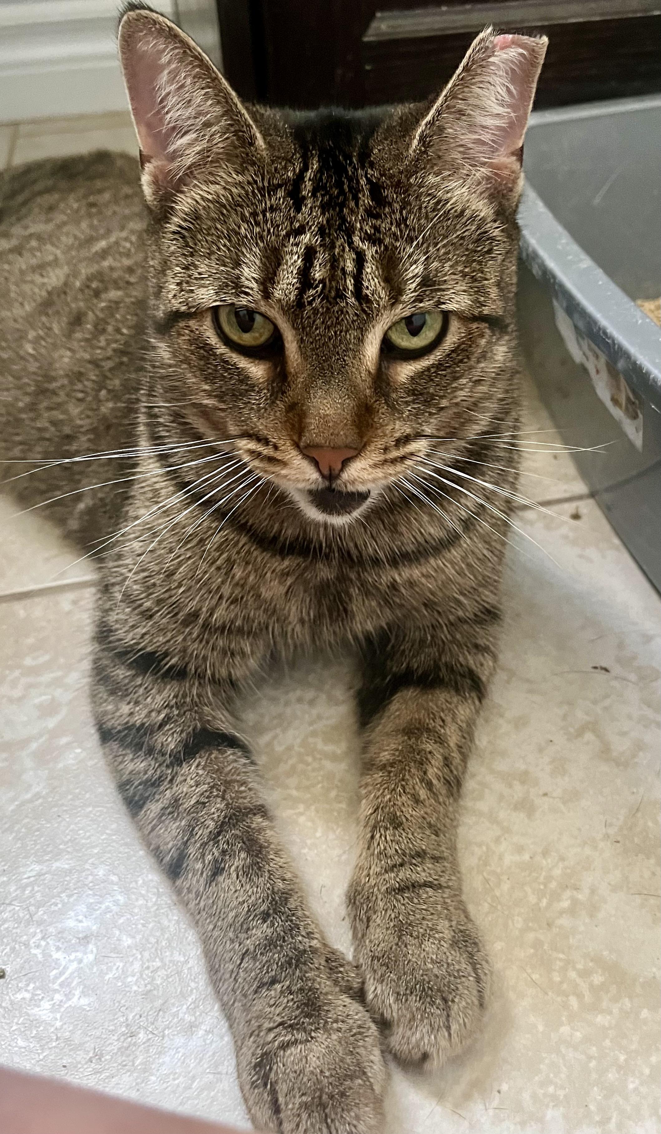 Enlarge Adele, a Adoptable Tabby in Hamilton, ON image 6/6
