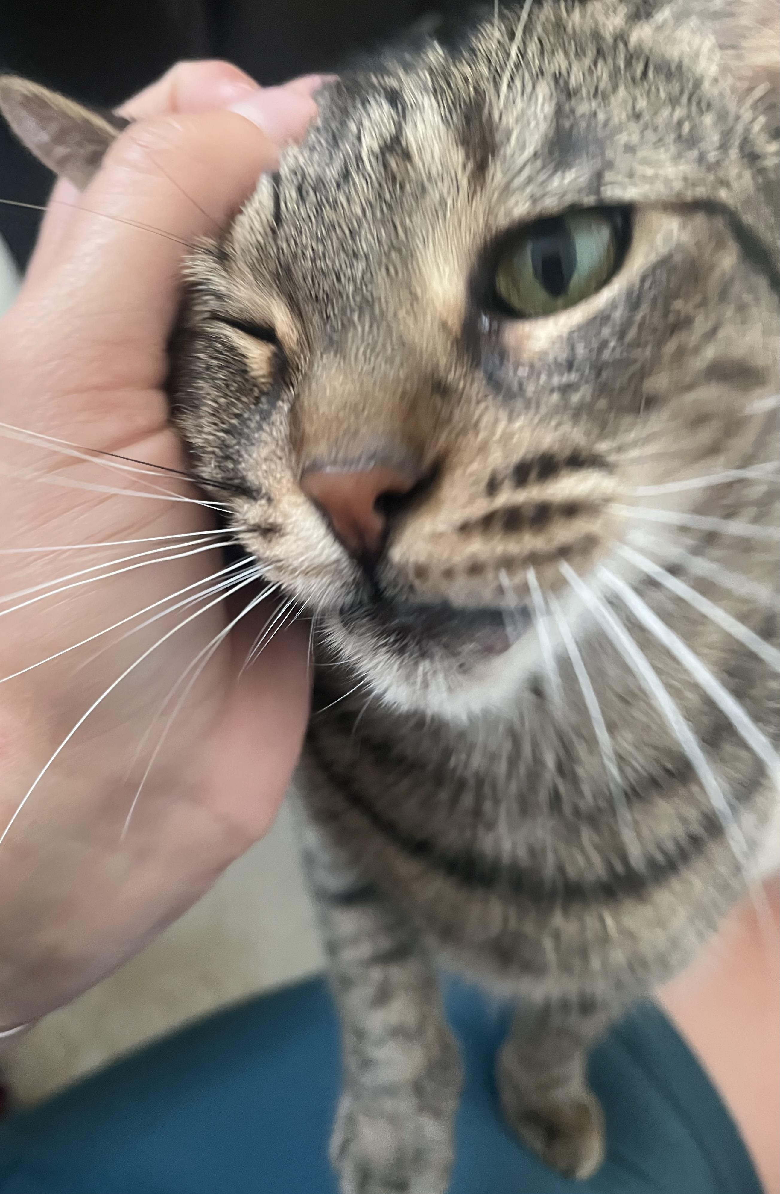 Enlarge Adele, a Adoptable Tabby in Hamilton, ON image 4/6