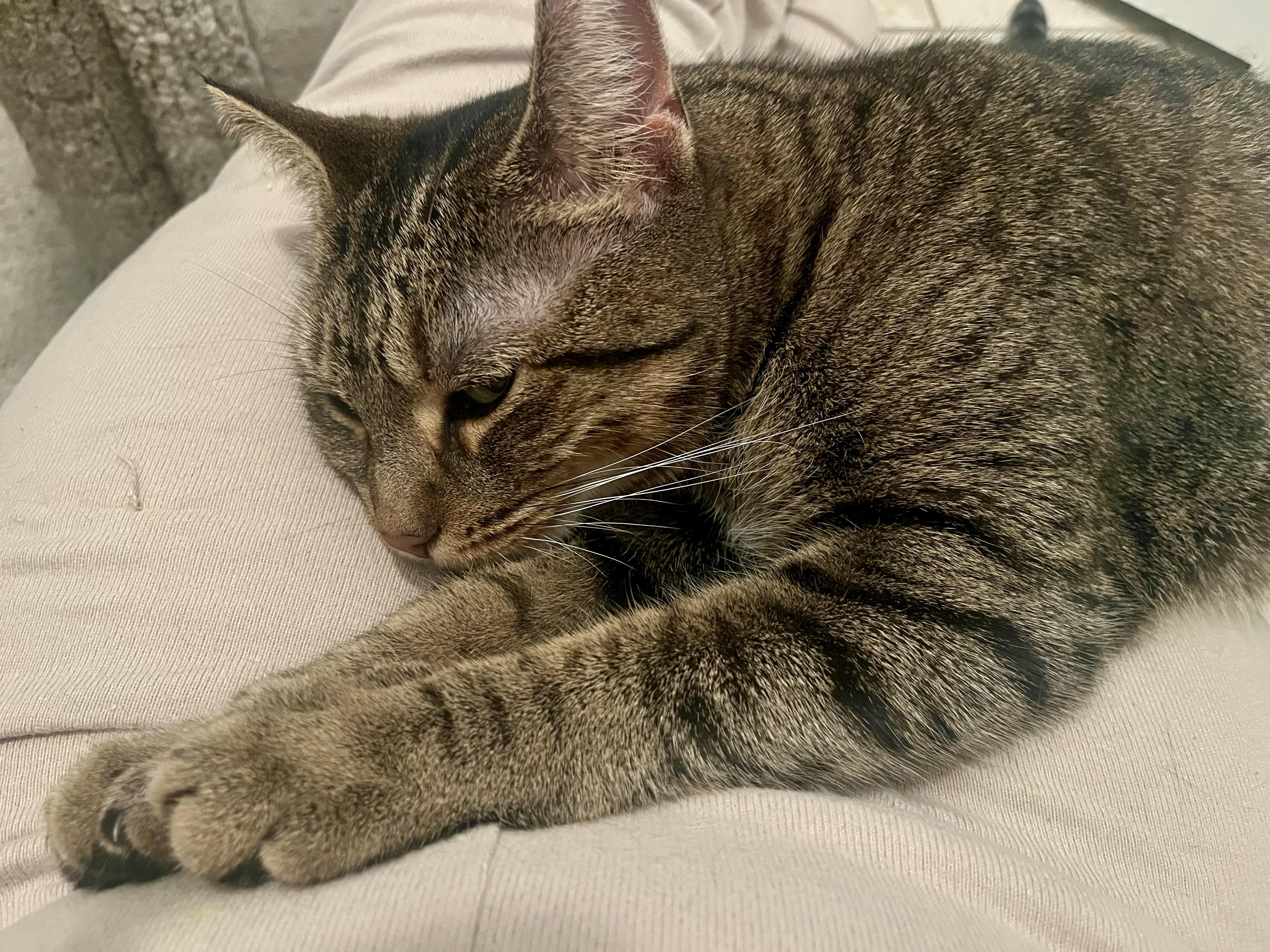 Enlarge Adele, a Adoptable Tabby in Hamilton, ON image 2/6