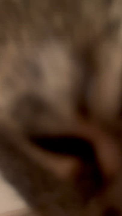 Enlarge Adele, a Adoptable Tabby in Hamilton, ON video 3/6