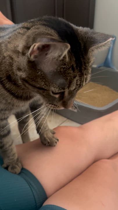 Enlarge Adele, a Adoptable Tabby in Hamilton, ON video 5/6