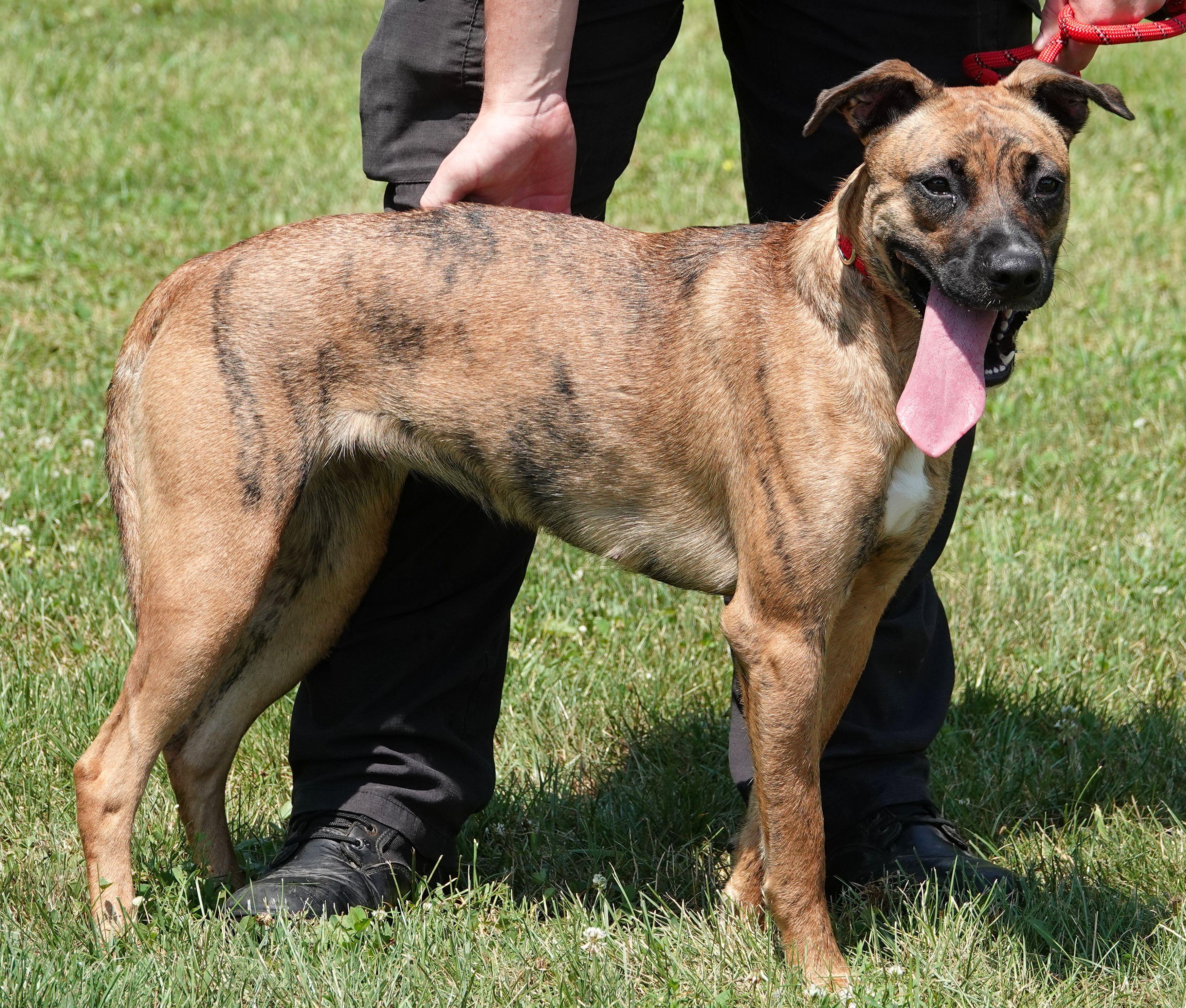 Enlarge Bella, a Adoptable mixed breed in Millfield, OH image 3/4
