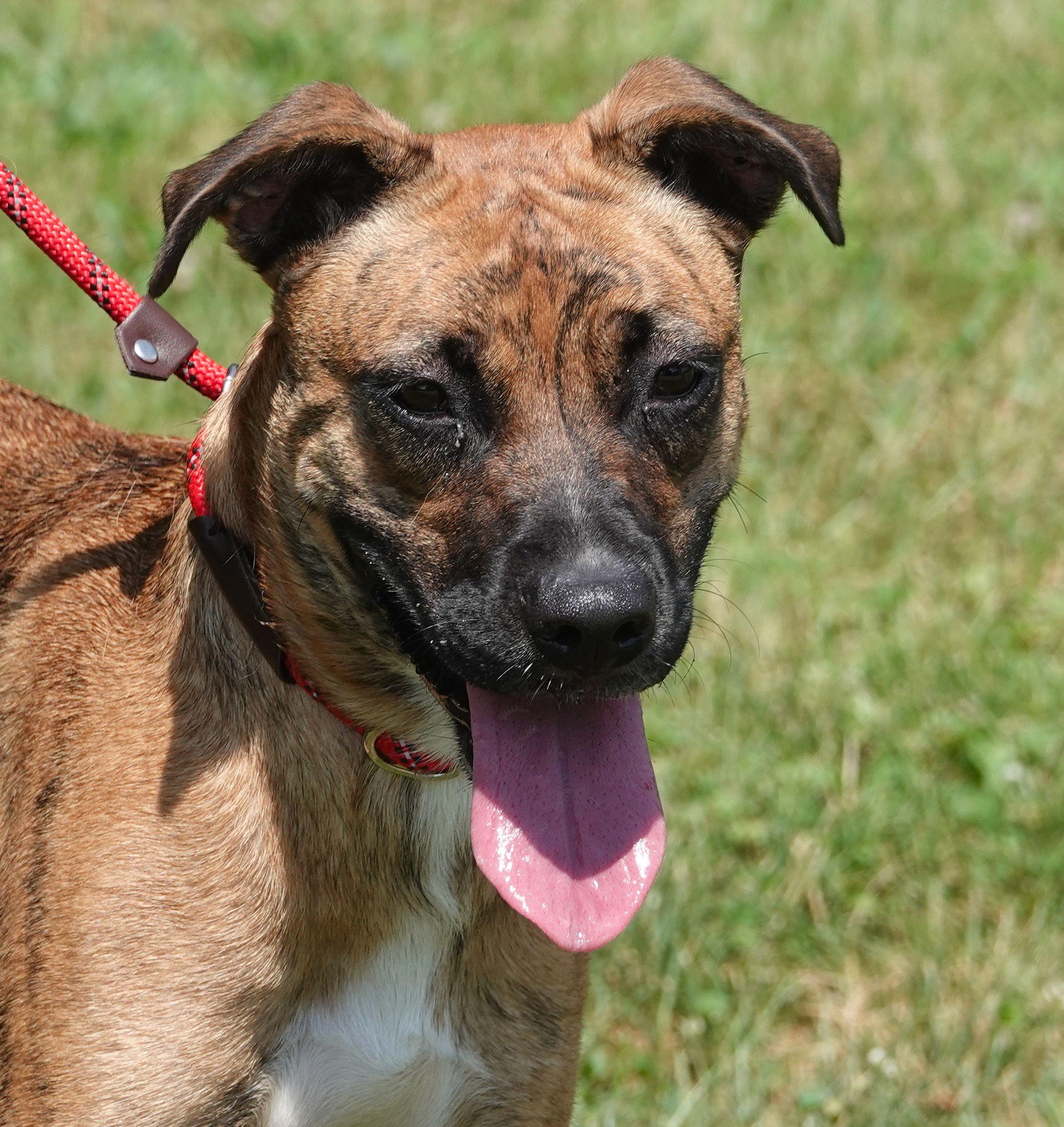 Bella, Adoptable, Young Female Boxer & Husky.