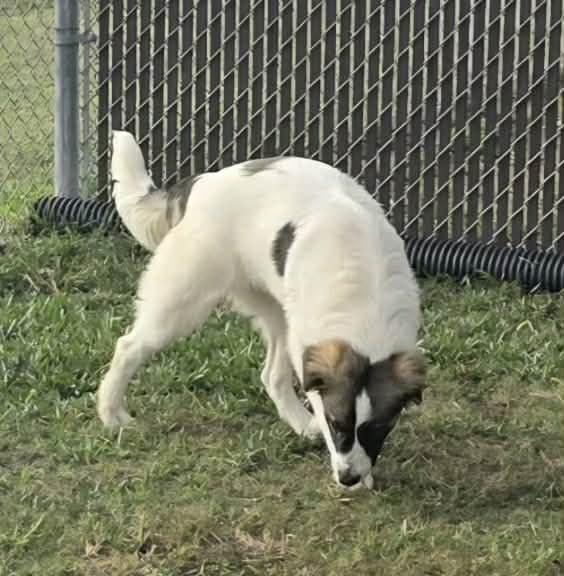 Enlarge Bethany, a Adoptable Shepherd in Port Lavaca, TX image 4/6