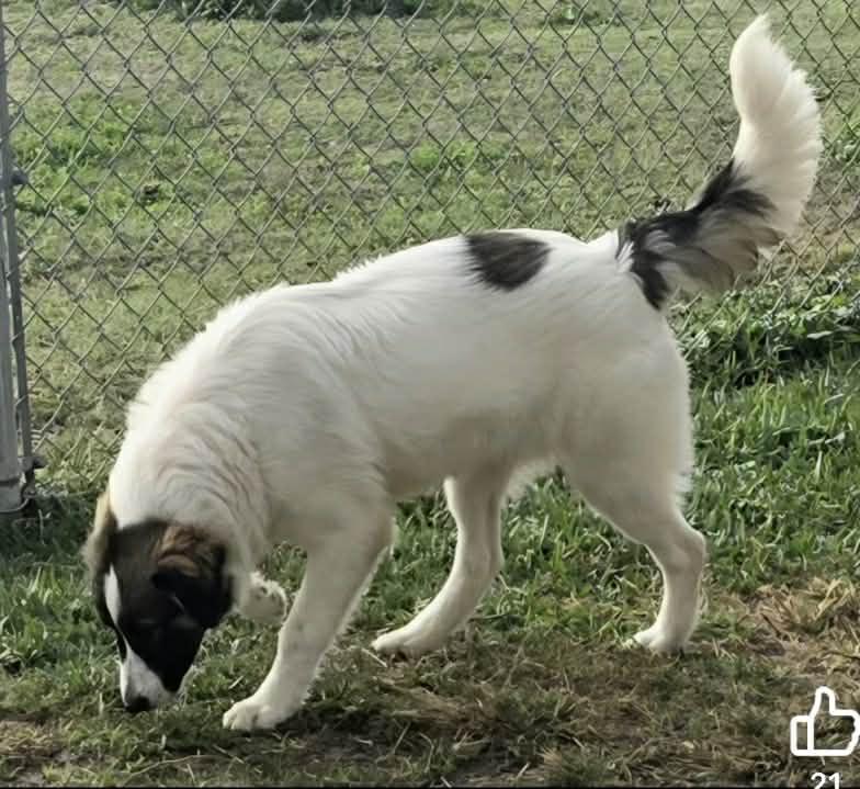 Enlarge Bethany, a Adoptable Shepherd in Port Lavaca, TX image 5/6