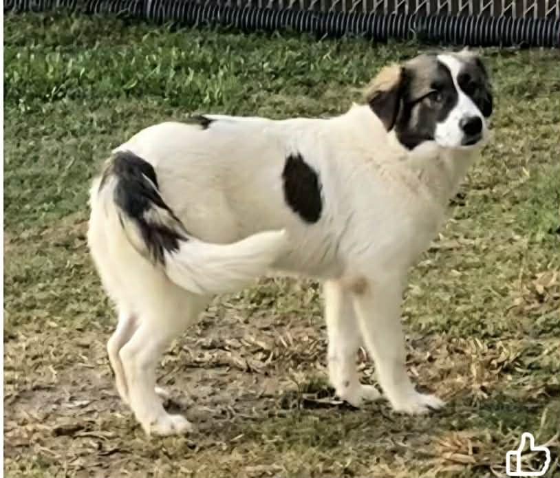 Bethany, Adoptable, Young Female Shepherd.