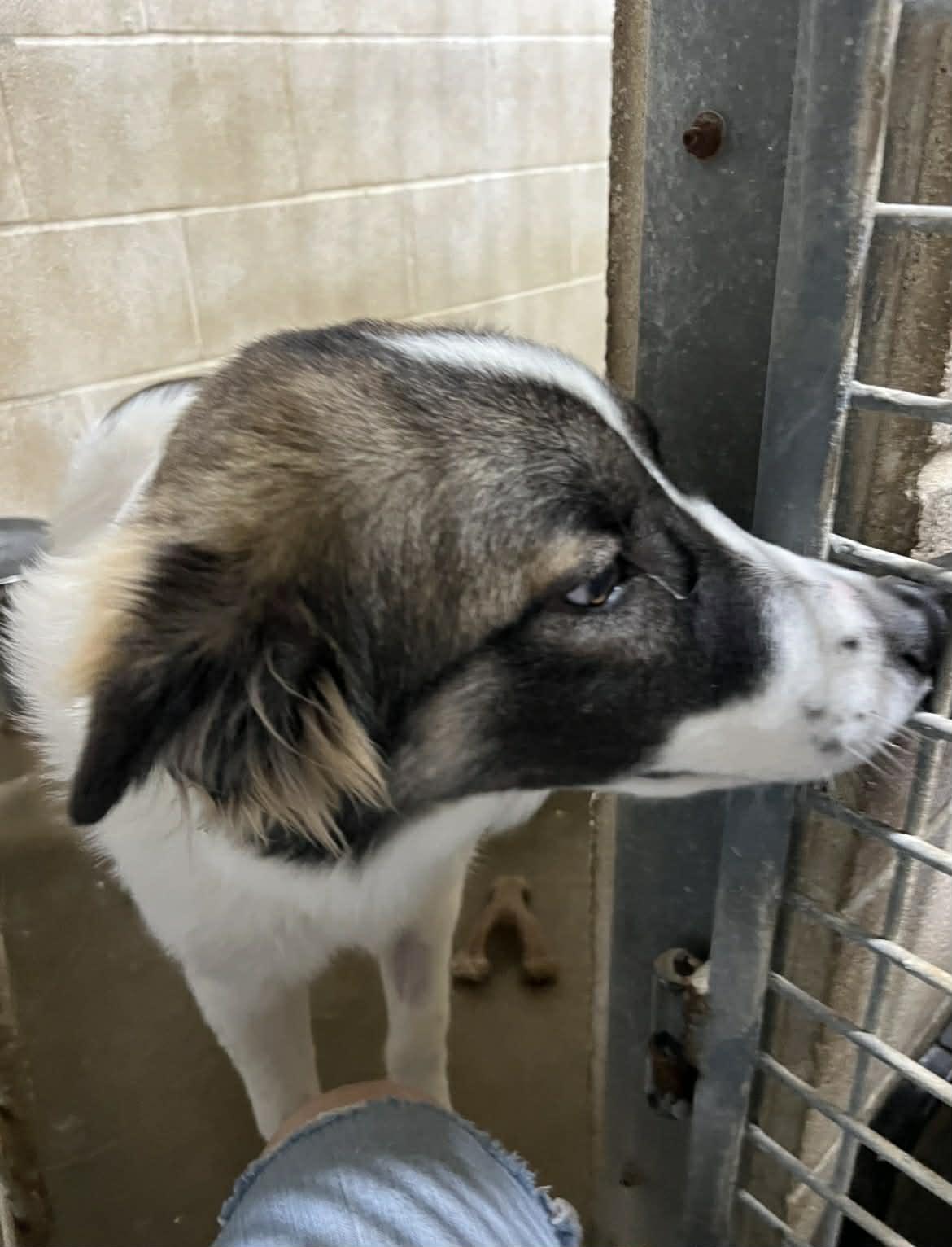 Enlarge Bethany, a Adoptable Shepherd in Port Lavaca, TX image 6/6