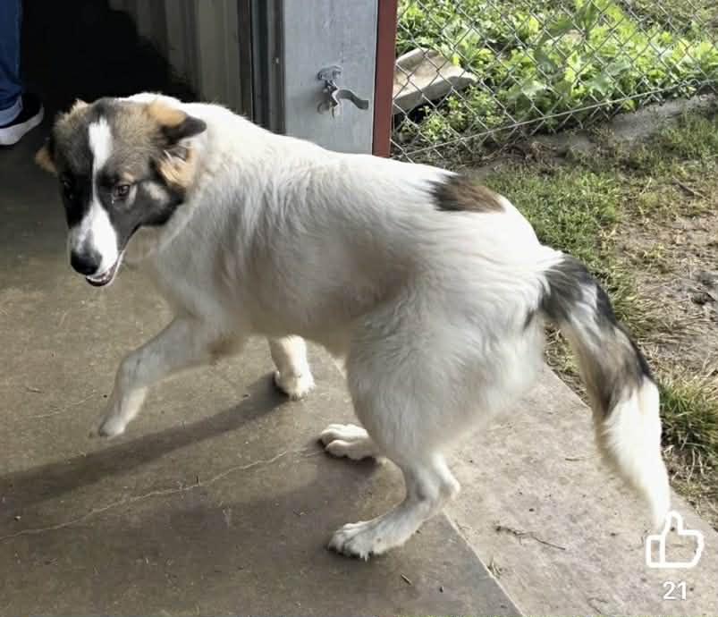 Enlarge Bethany, a Adoptable Shepherd in Port Lavaca, TX image 3/6