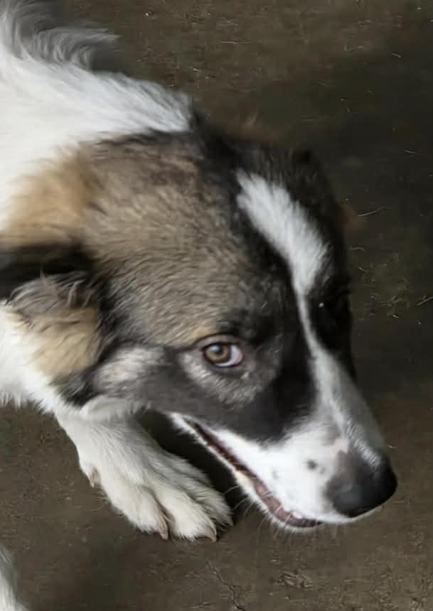Enlarge Bethany, a Adoptable Shepherd in Port Lavaca, TX image 2/6