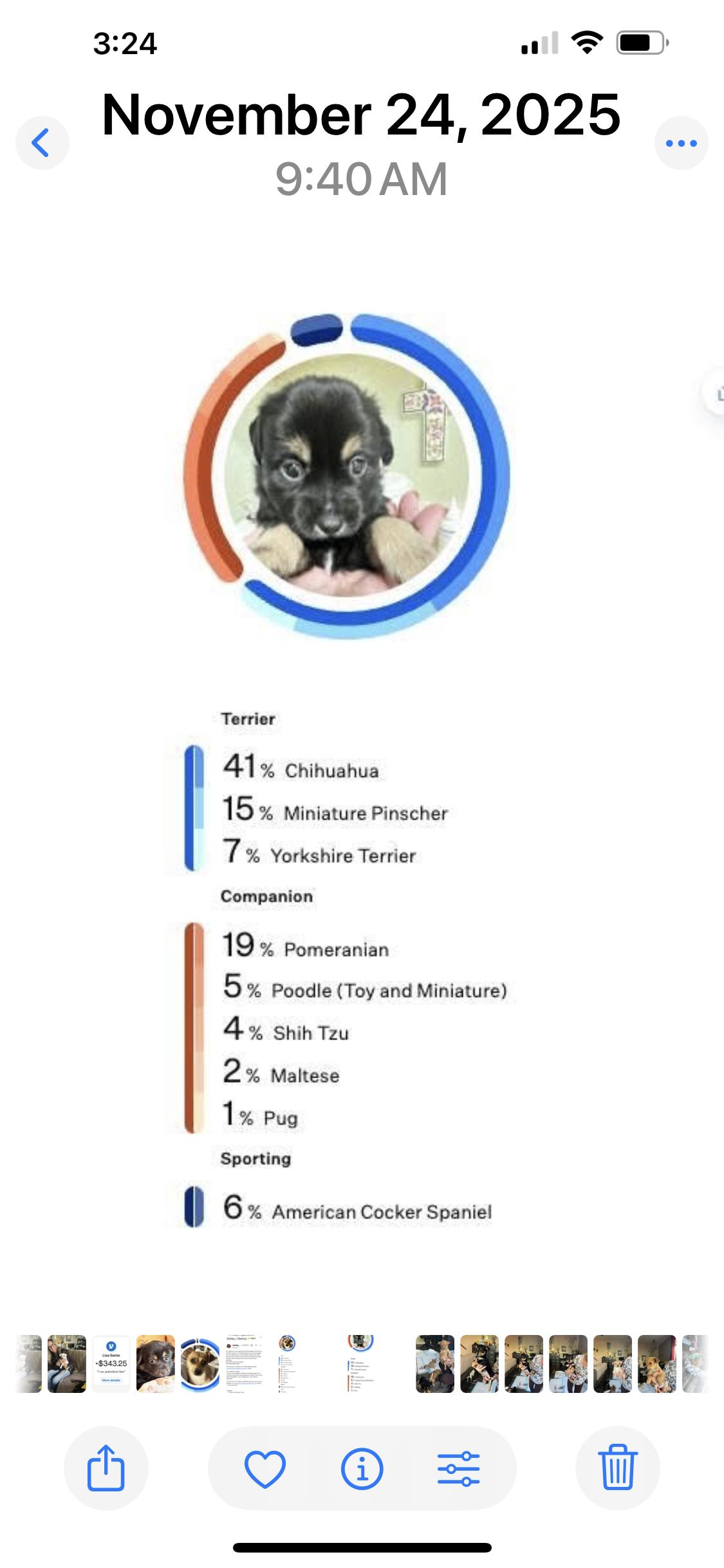 Squirt, a ADOPTABLE mixed breed in Redding, CA image 4/4