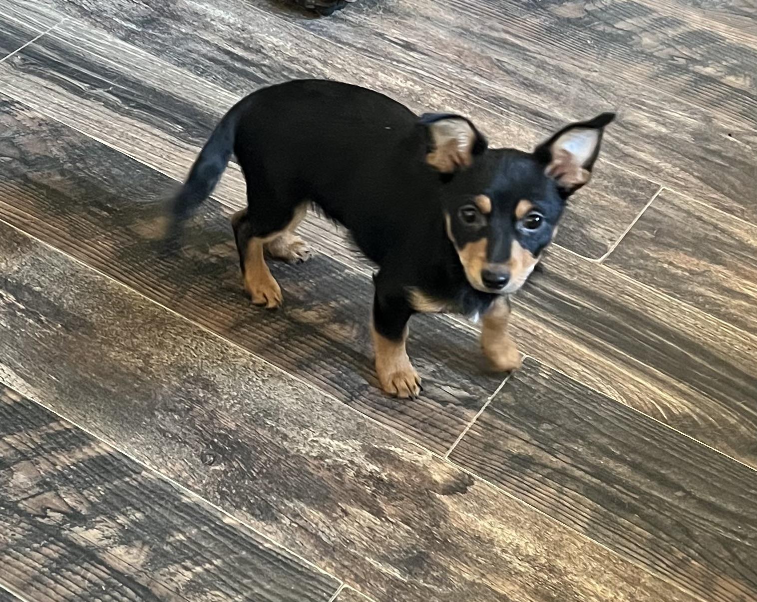 Squirt, a ADOPTABLE mixed breed in Redding, CA image 2/4