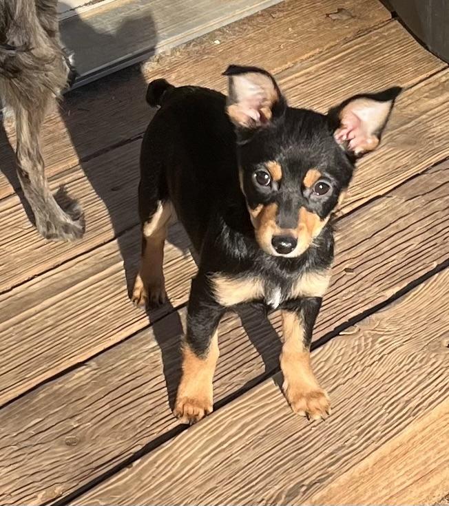 Squirt, ADOPTABLE, Puppy Male Chihuahua.