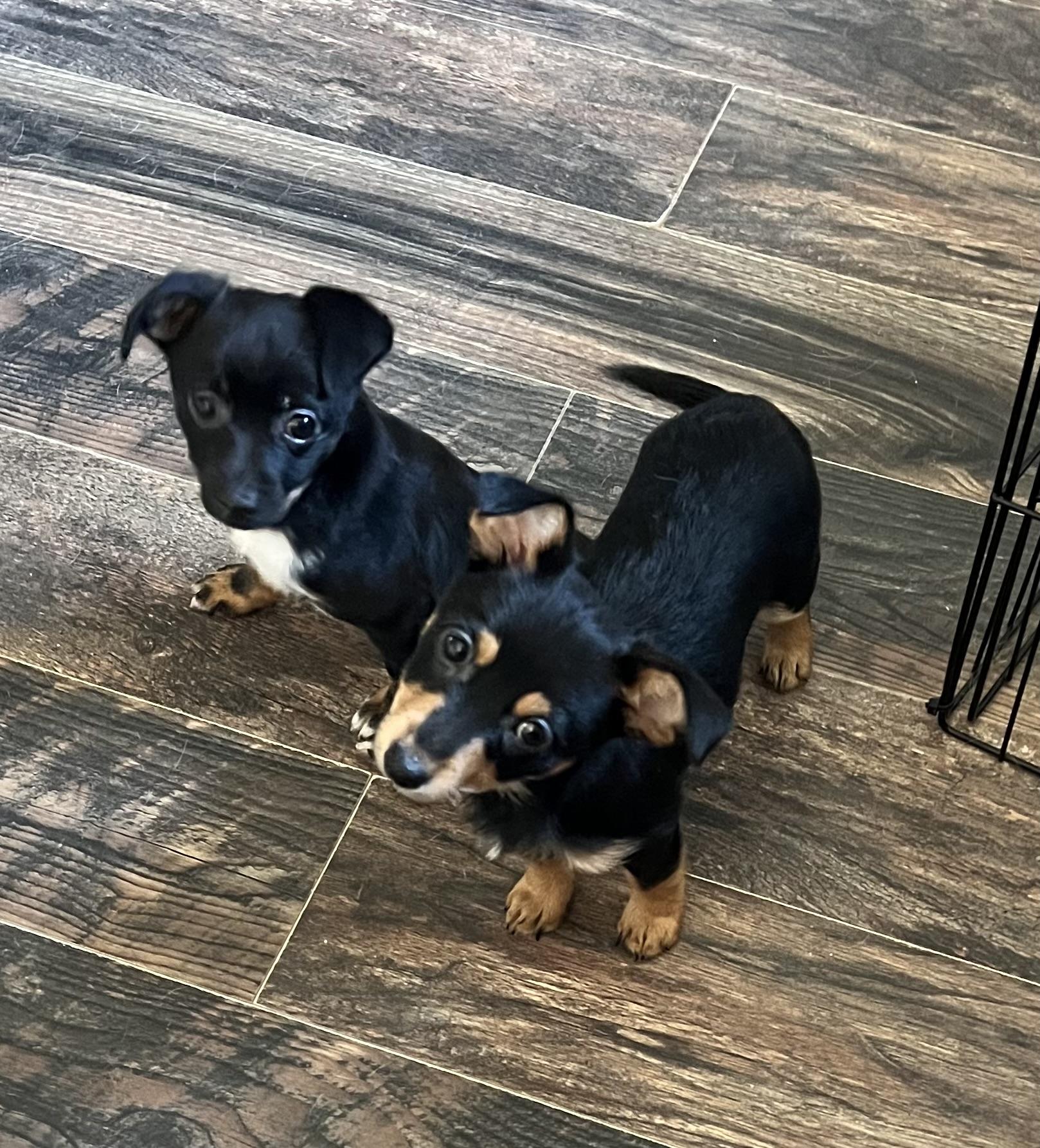 Squirt, a ADOPTABLE mixed breed in Redding, CA image 3/4