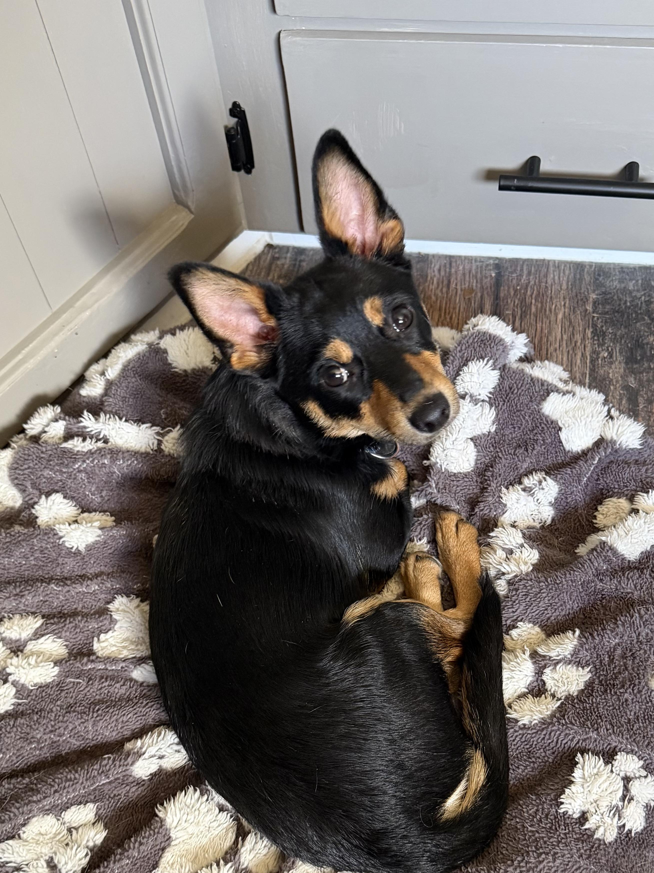 Squirt aka Jax, ADOPTABLE, Young Male Chihuahua.