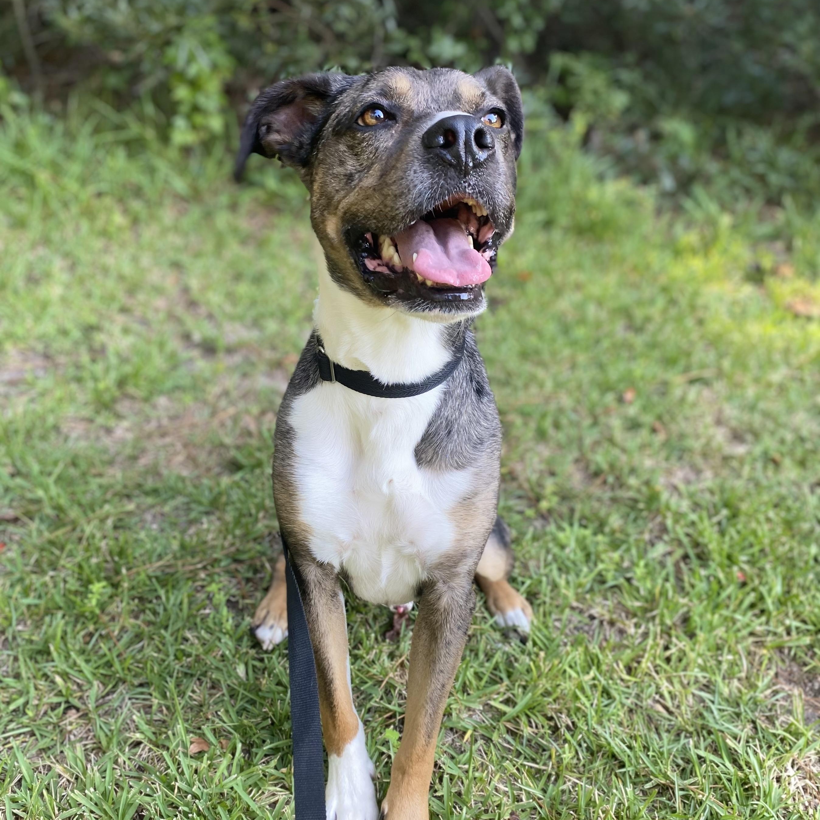 Chai — thumbnail 3