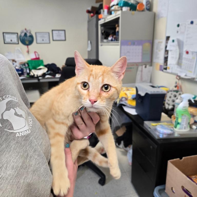 Enlarge Sticky Note, a Adoptable Domestic Short Hair in Mount Gilead, NC image 1/1