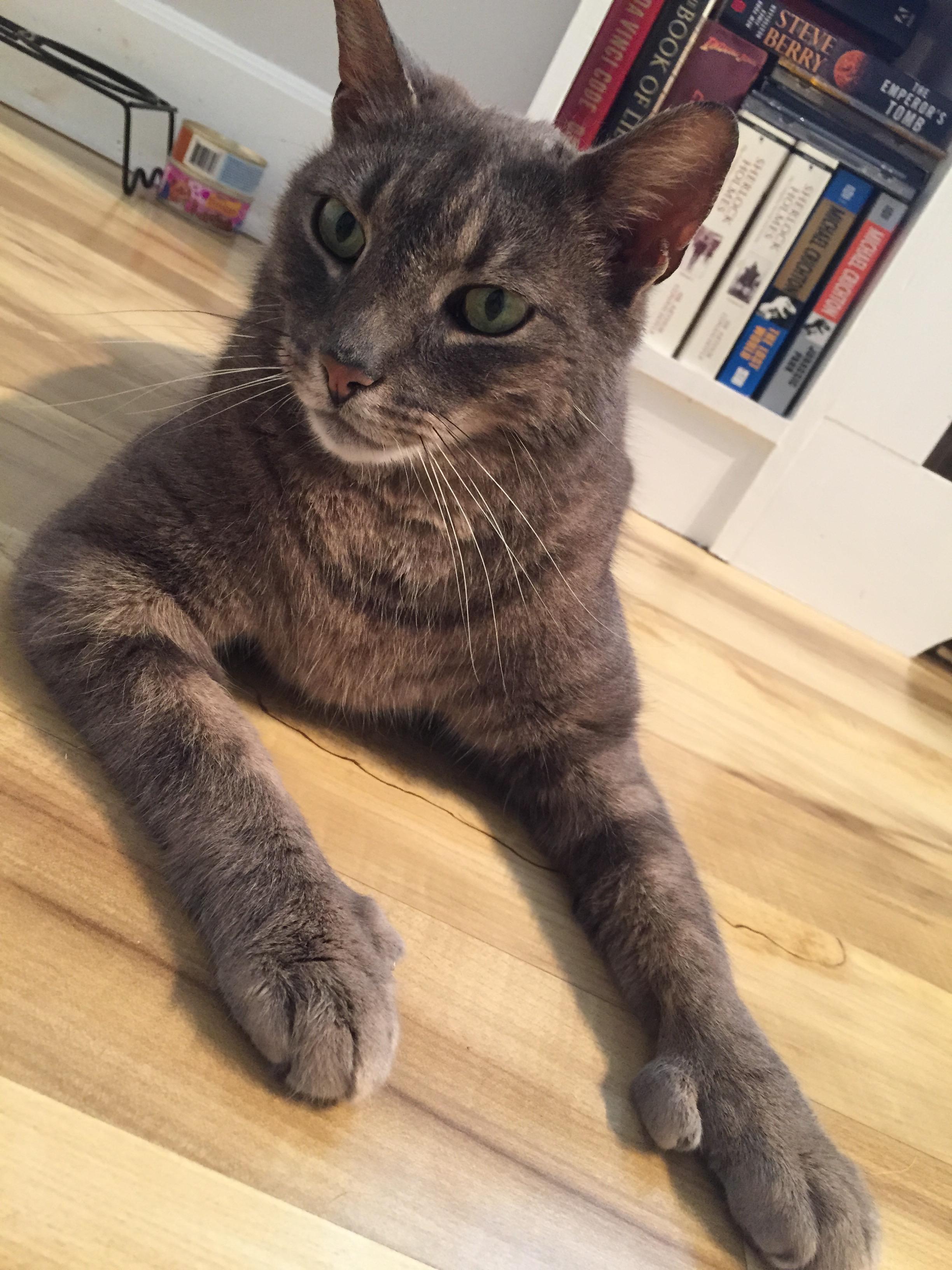 Ernest HAS A PERSONALITY OF A DOG!!!, Young Male unknown