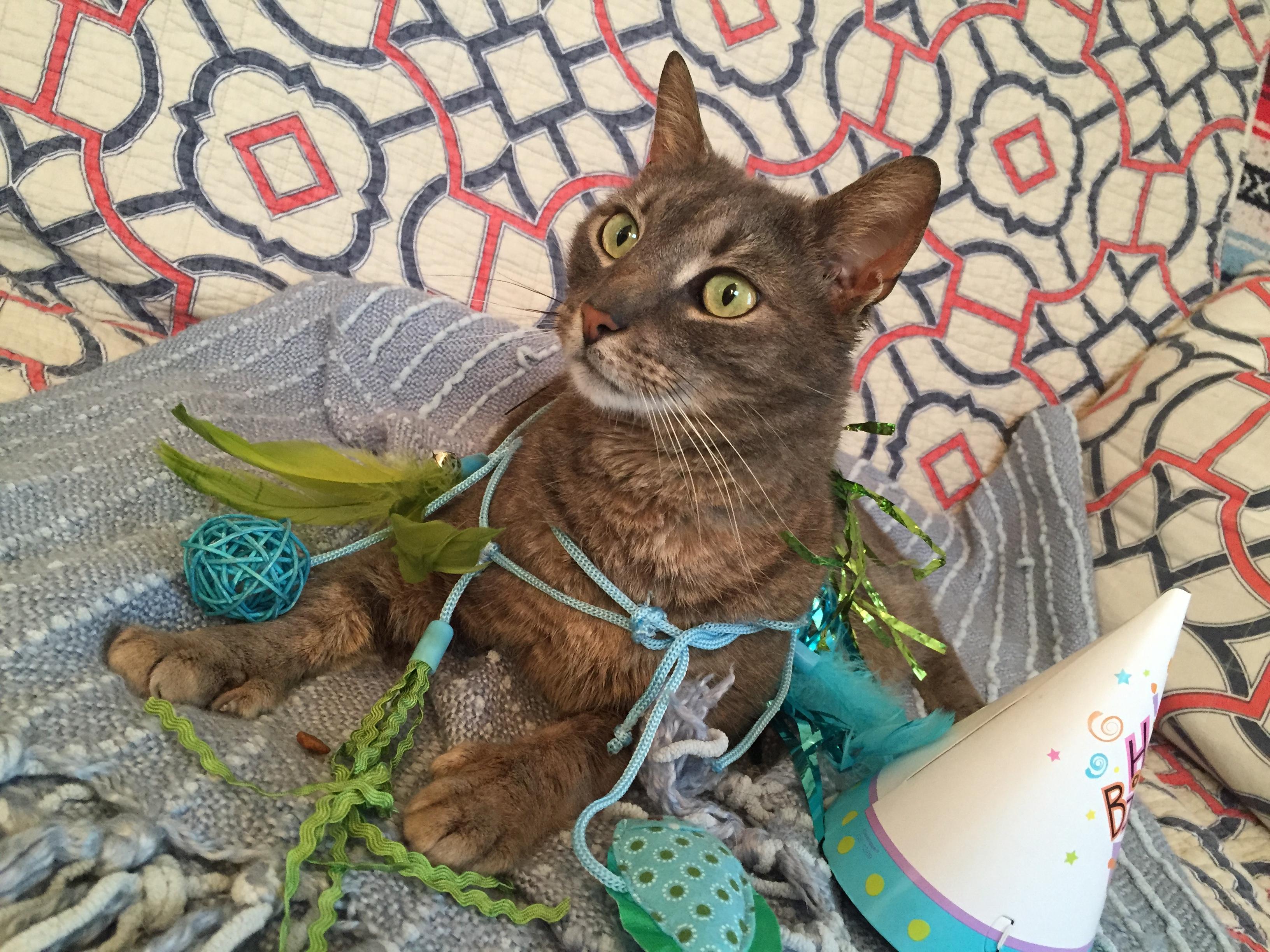 Enlarge Ernest HAS A PERSONALITY OF A DOG!!!, a Adoptable mixed breed in West Chester, PA image 3/3