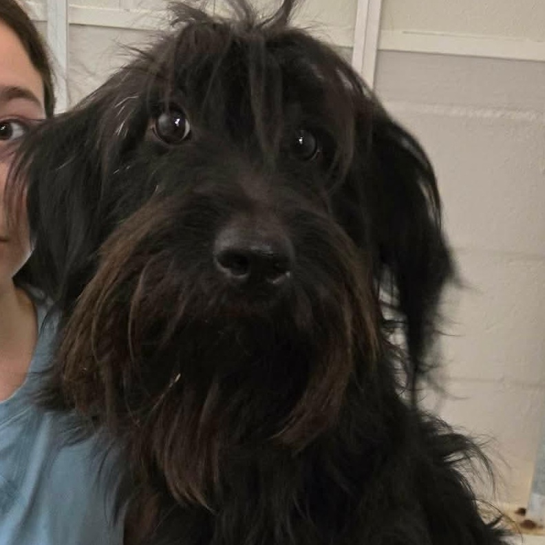 Pumpkin, ADOPTABLE, Adult Female Aussiedoodle.