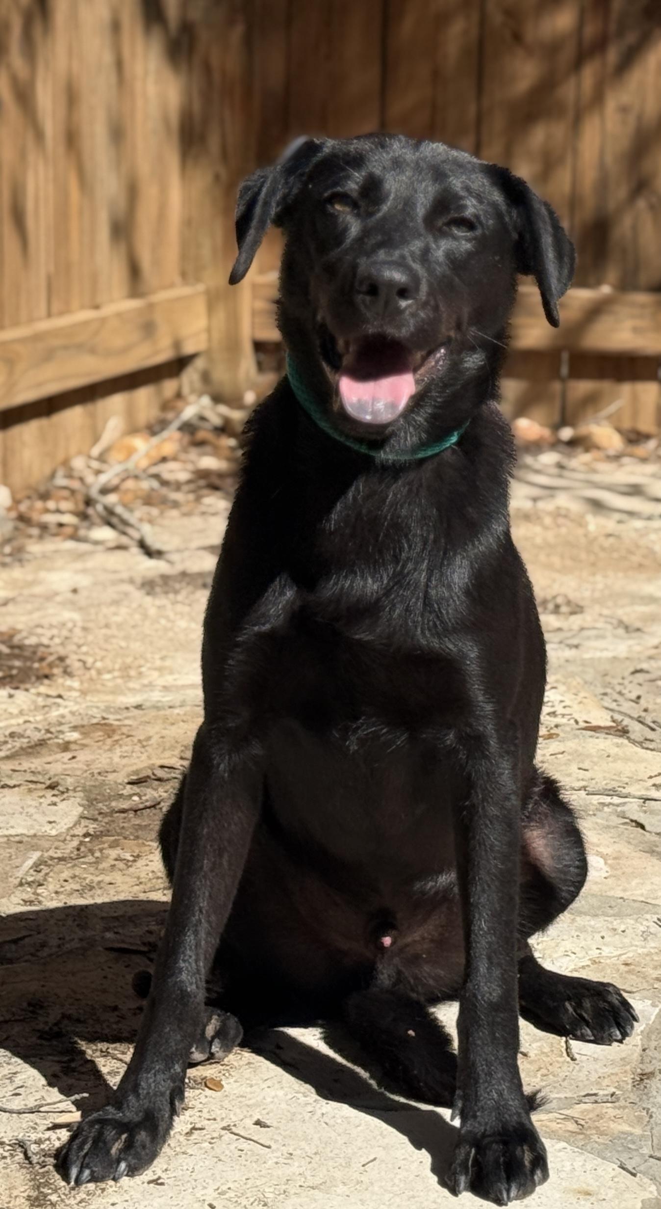 Enlarge Boomer, a Adoptable mixed breed in San Antonio, TX image 2/6