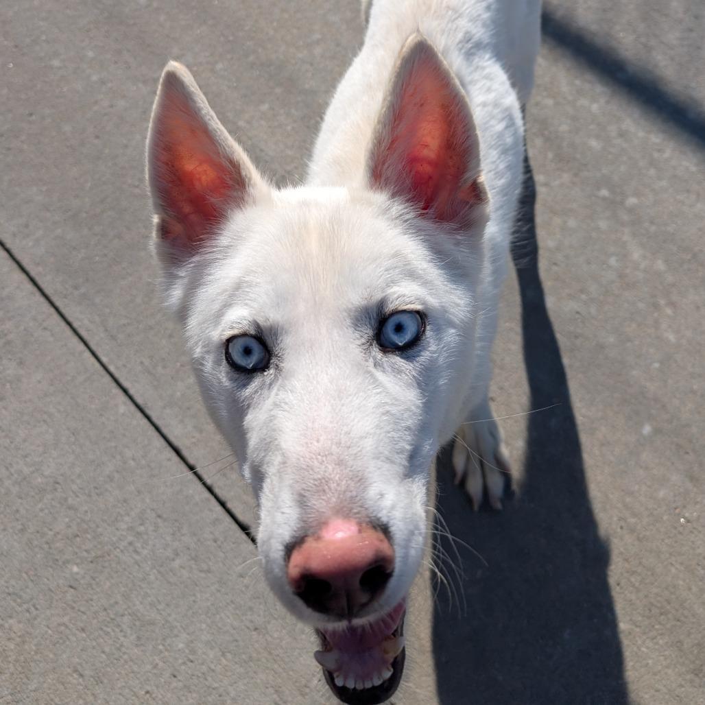 Ghost, Adoptable, Adult Male Husky.