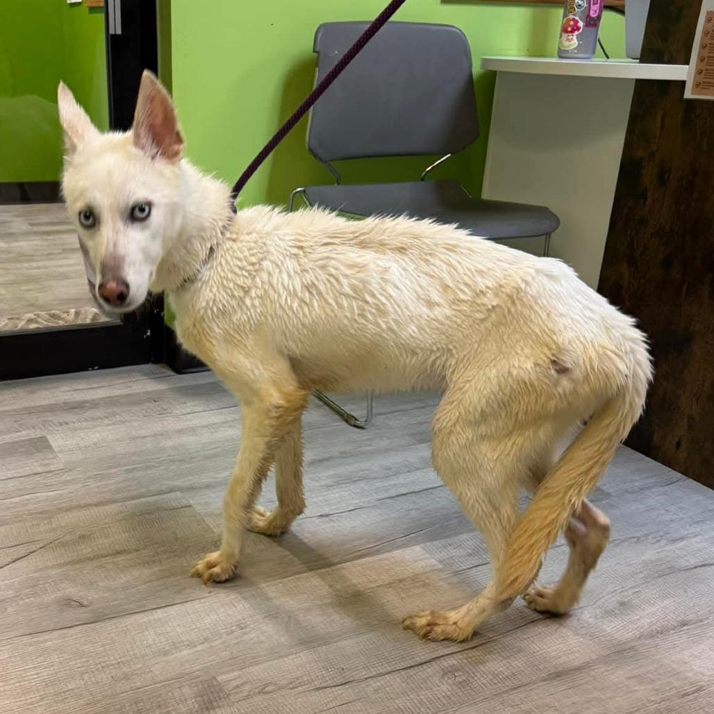 Ghost, Adoptable, Adult Male Husky.