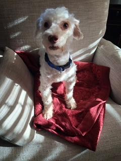 Remy, an adoptable Maltipoo in Maitland, FL image 2/4