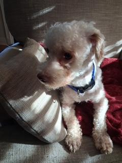 Remy, an adoptable Maltipoo in Maitland, FL image 4/4