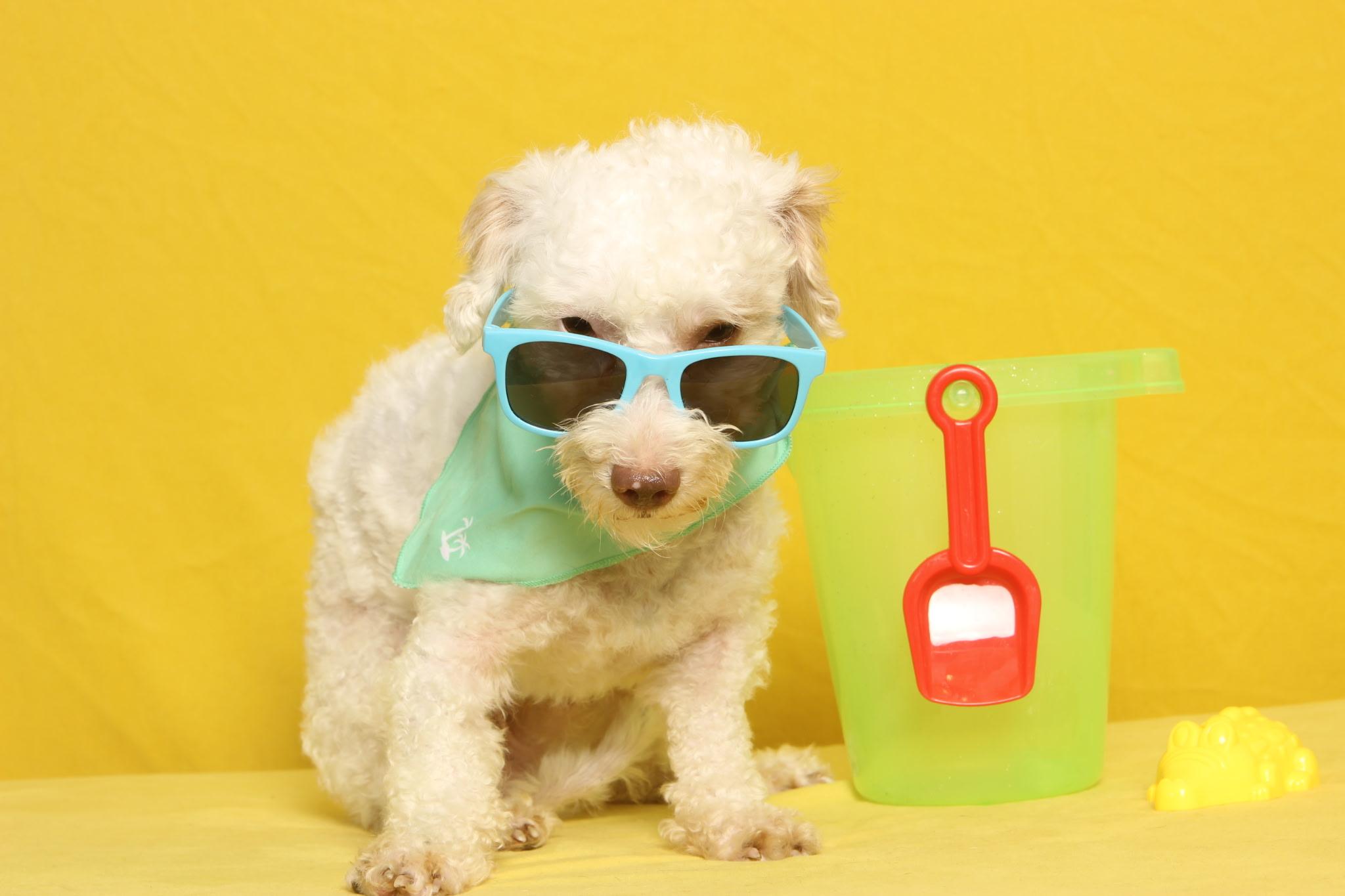 Remy, an adoptable Maltipoo in Maitland, FL image 1/4