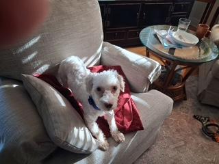 Remy, an adoptable Maltipoo in Maitland, FL image 3/4