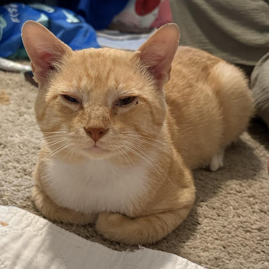 Enlarge Dune, a Adoptable Domestic Short Hair in Columbus , OH image 4/5