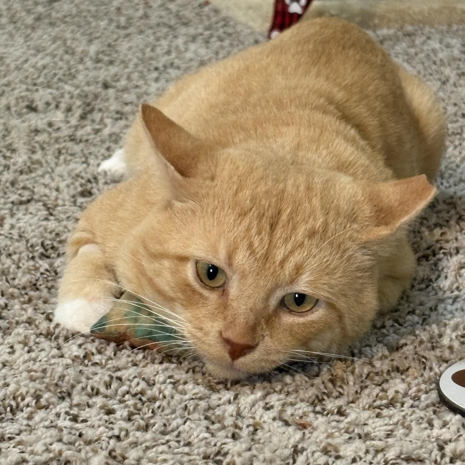 Enlarge Dune, a Adoptable Domestic Short Hair in Columbus , OH image 5/5
