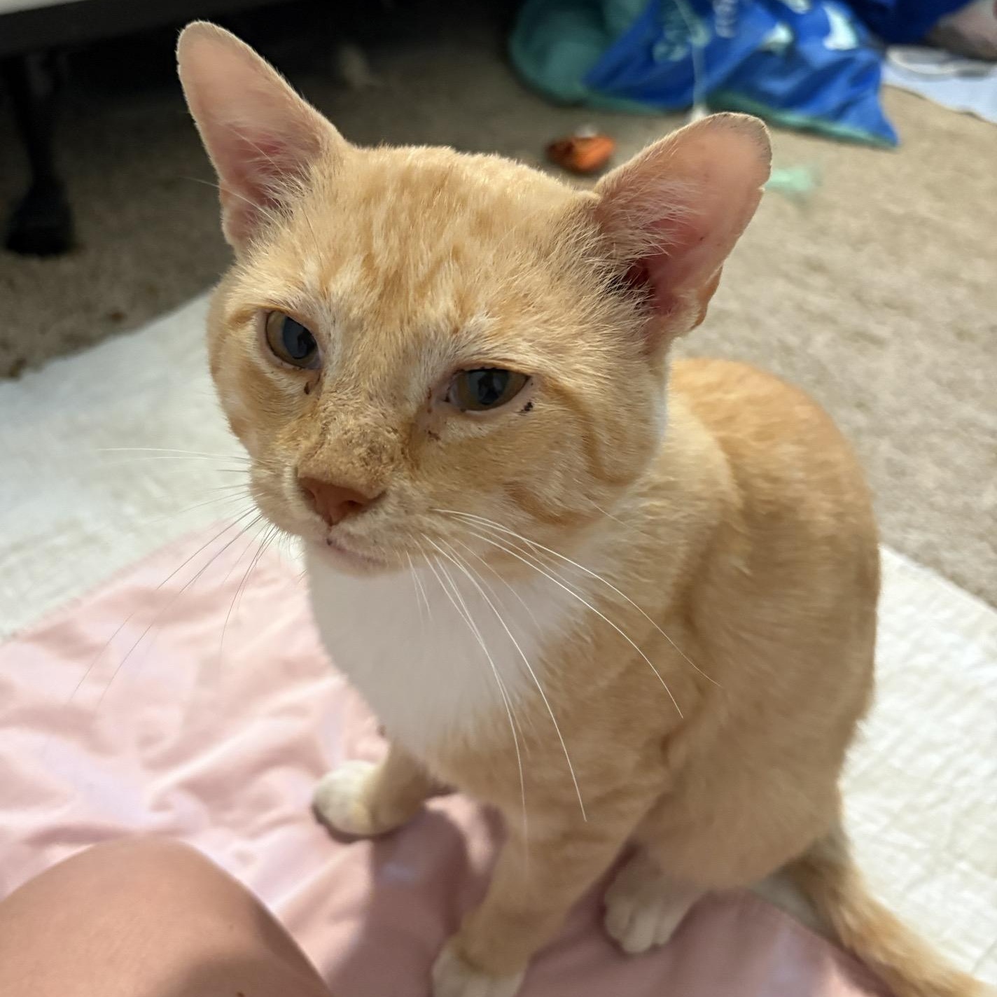Enlarge Dune, a Adoptable Domestic Short Hair in Columbus , OH image 2/5