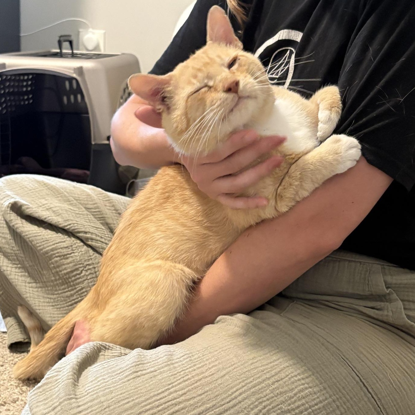 Enlarge Dune, a Adoptable Domestic Short Hair in Columbus , OH image 3/5