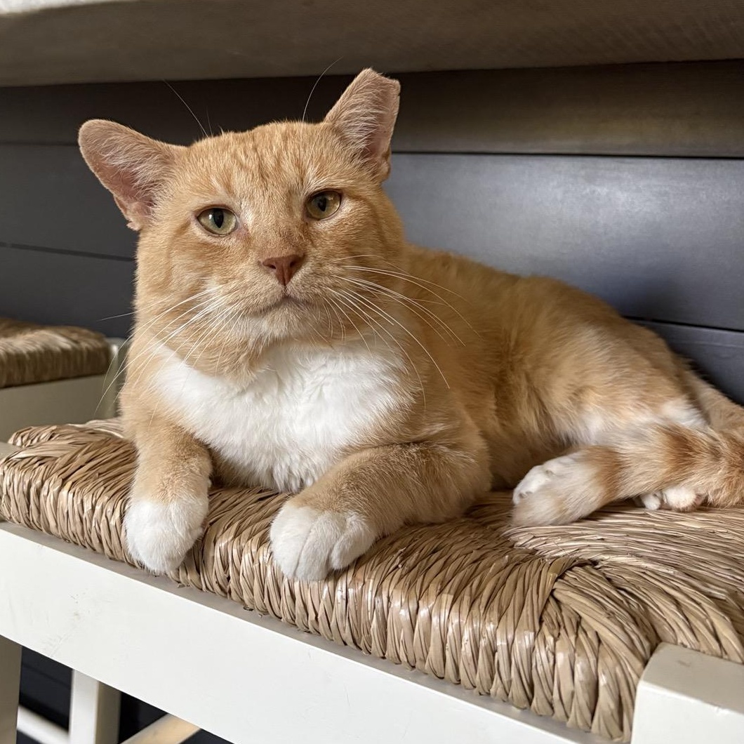 Dune, Adoptable, Adult Male Domestic Short Hair.