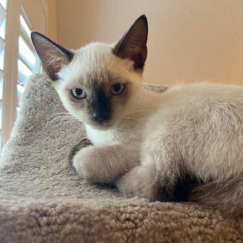 Troy, adopted, Kitten Male Siamese.