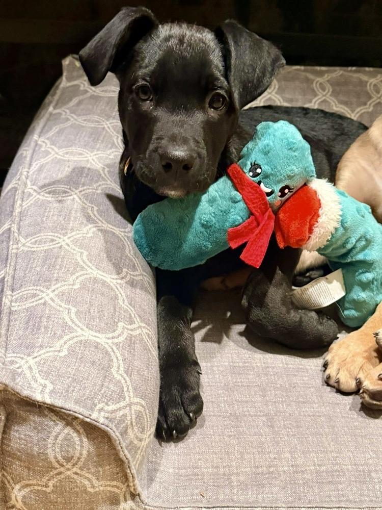 Zero, Adoptable, Puppy Male Labrador Retriever & Terrier.