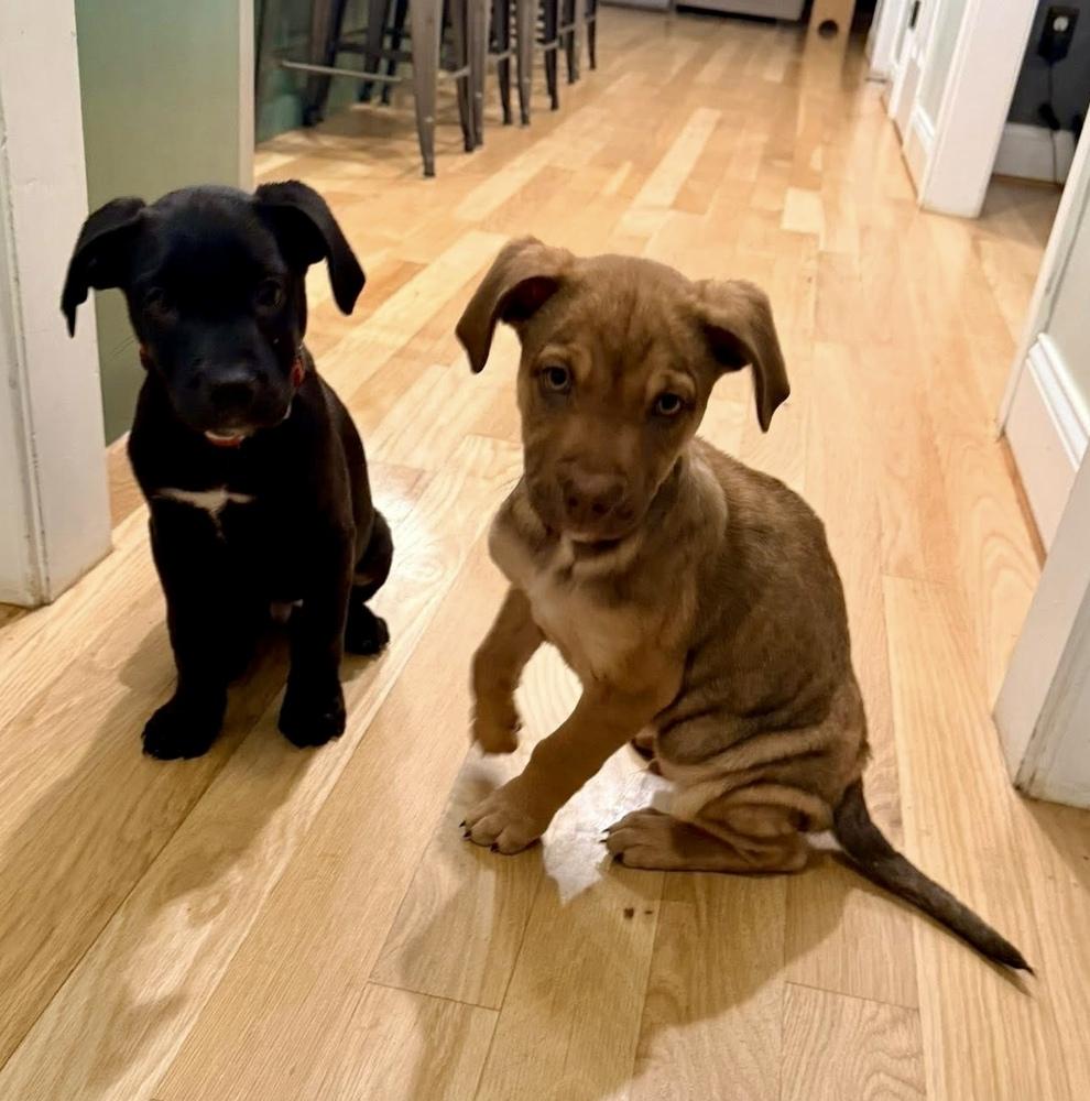 Enlarge Zero, a Adoptable mixed breed in Middletown, CT image 2/6