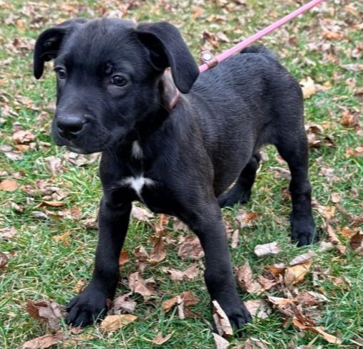 Enlarge Zero, a Adoptable mixed breed in Middletown, CT image 3/6