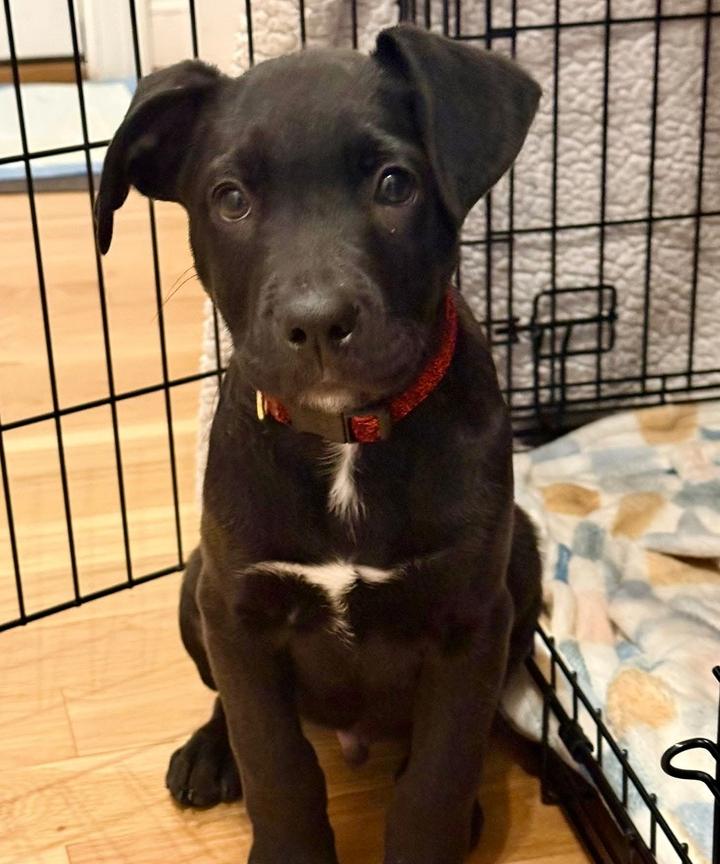 Enlarge Zero, a Adoptable mixed breed in Middletown, CT image 4/6