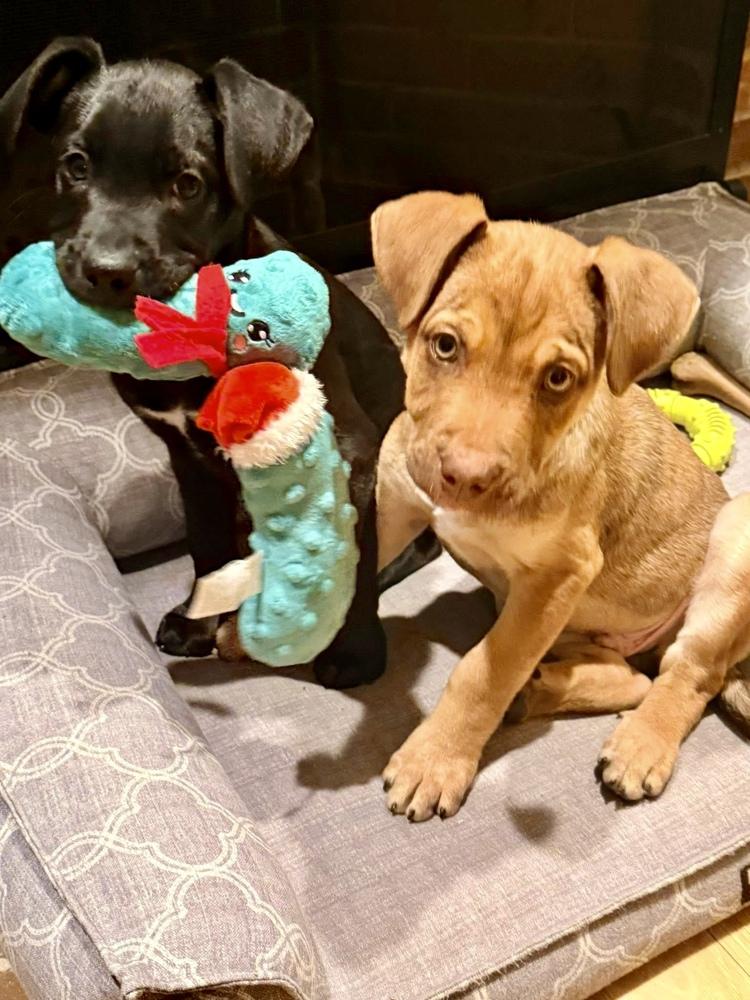 Enlarge Zero, a Adoptable mixed breed in Middletown, CT image 5/6