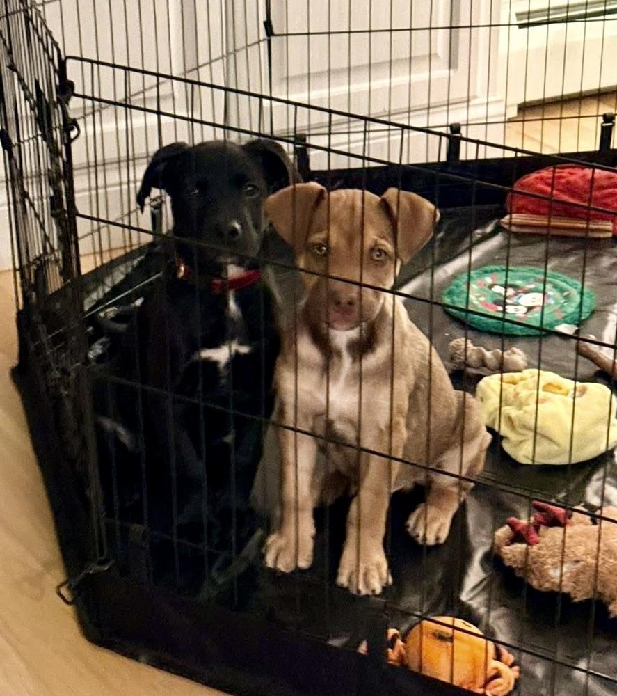 Enlarge Zero, a Adoptable mixed breed in Middletown, CT image 6/6