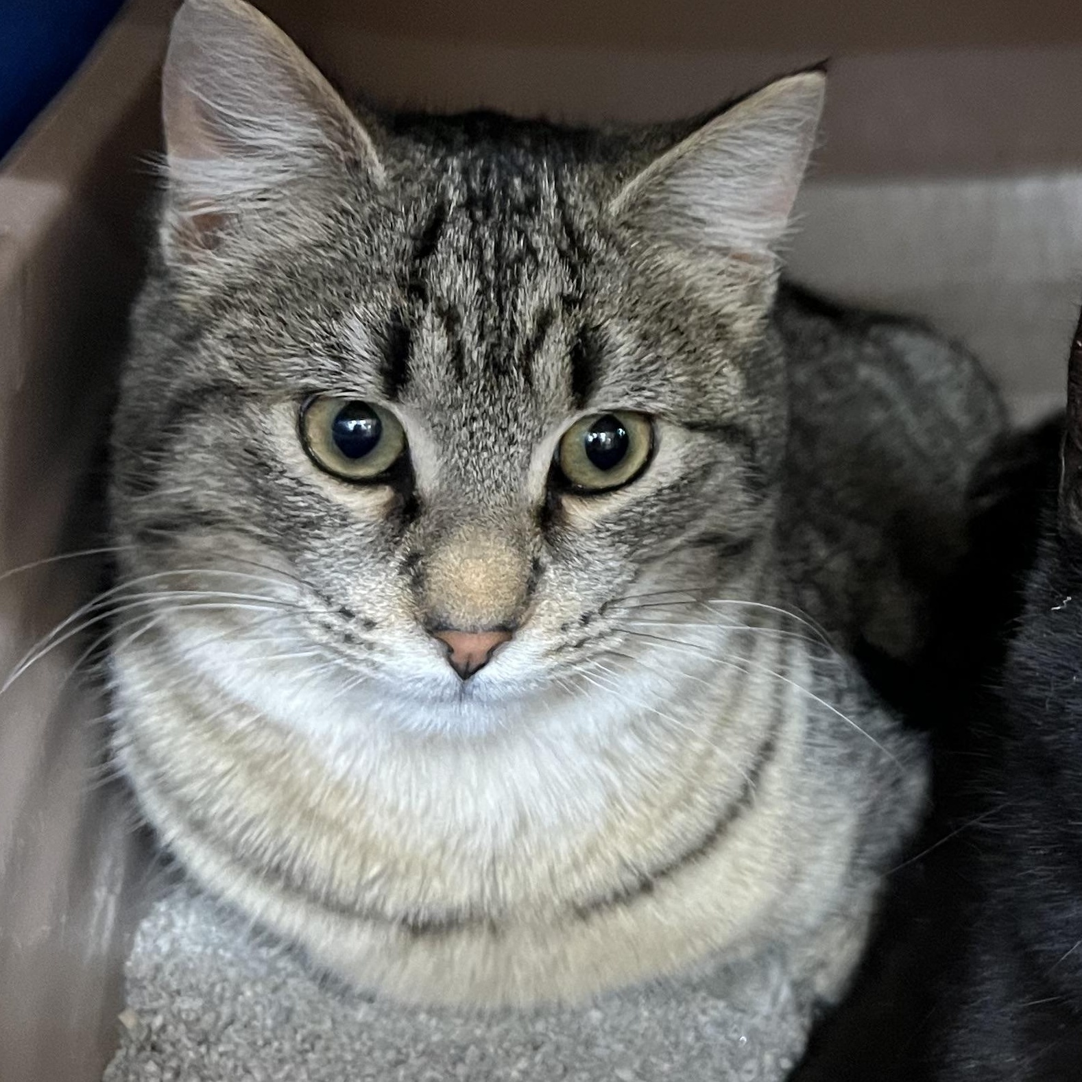 Scooter, ADOPTABLE, Young Male Domestic Short Hair.