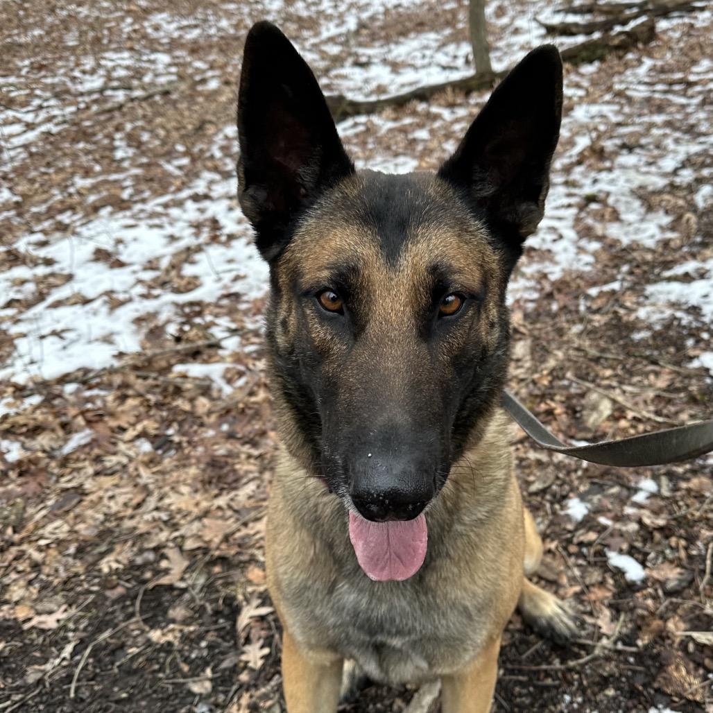 Scott, Adoptable, Adult Male German Shepherd Dog & Belgian Shepherd / Malinois.