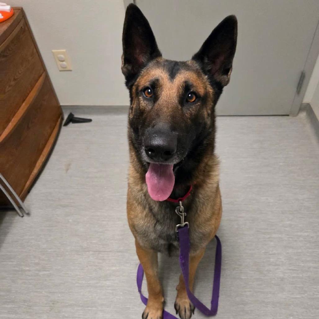 Enlarge Scott, a Adoptable mixed breed in Columbia Station, OH image 2/6