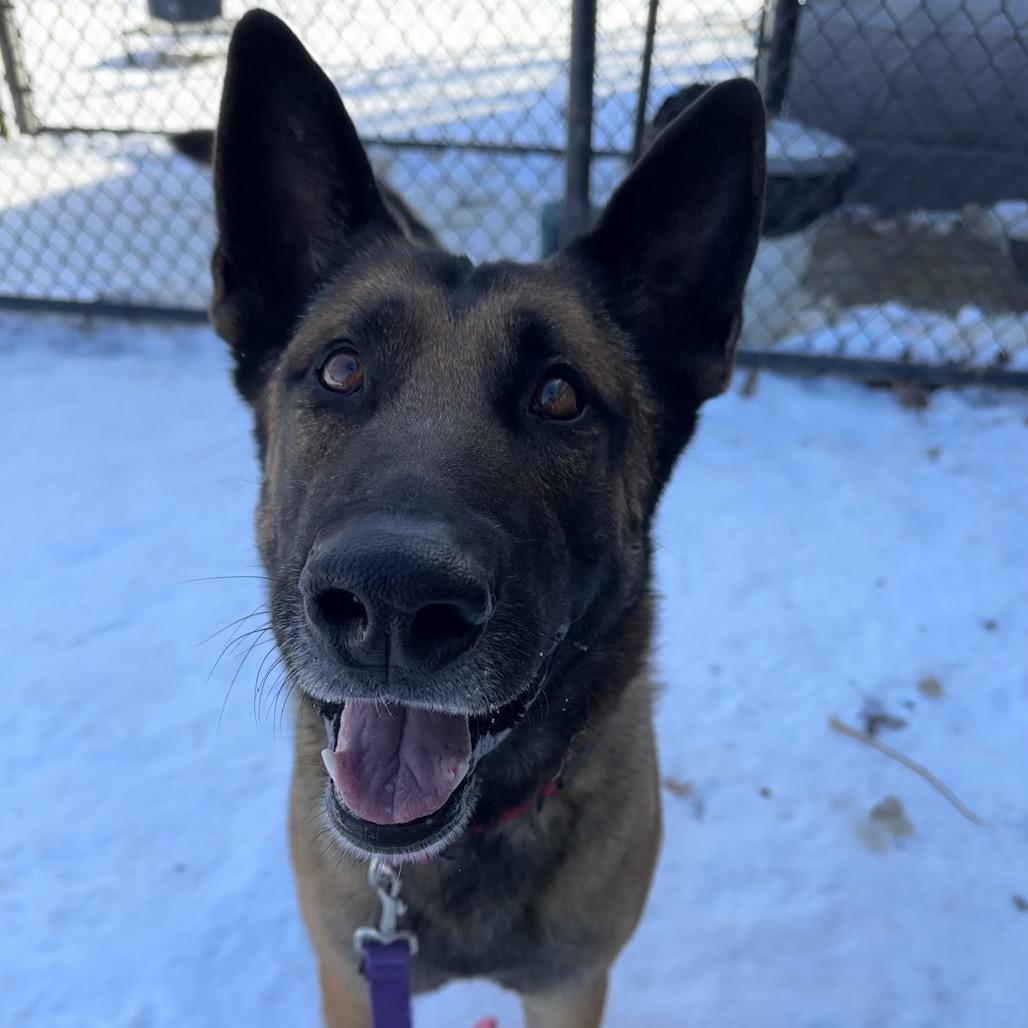 Enlarge Scott, a Adoptable mixed breed in Columbia Station, OH image 3/6