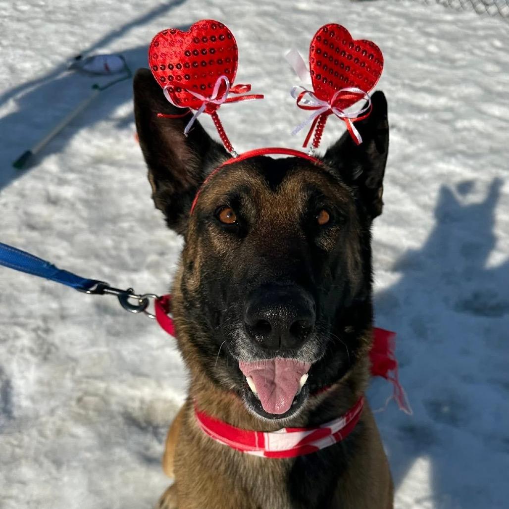 Enlarge Scott, a Adoptable mixed breed in Columbia Station, OH image 4/6