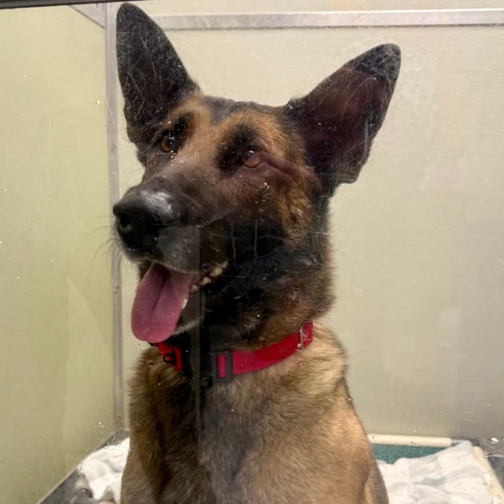 Enlarge Scott, a Adoptable mixed breed in Columbia Station, OH image 5/6