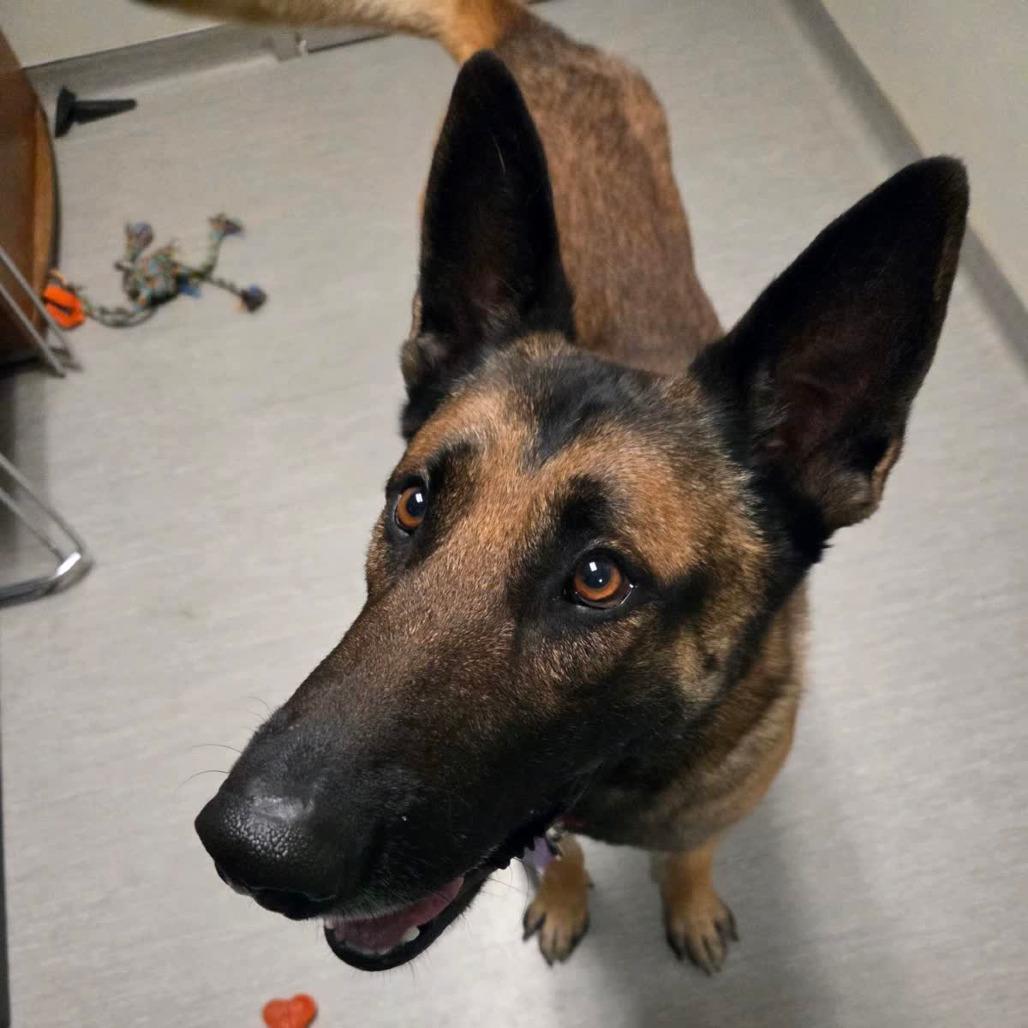 Enlarge Scott, a Adoptable mixed breed in Columbia Station, OH image 6/6